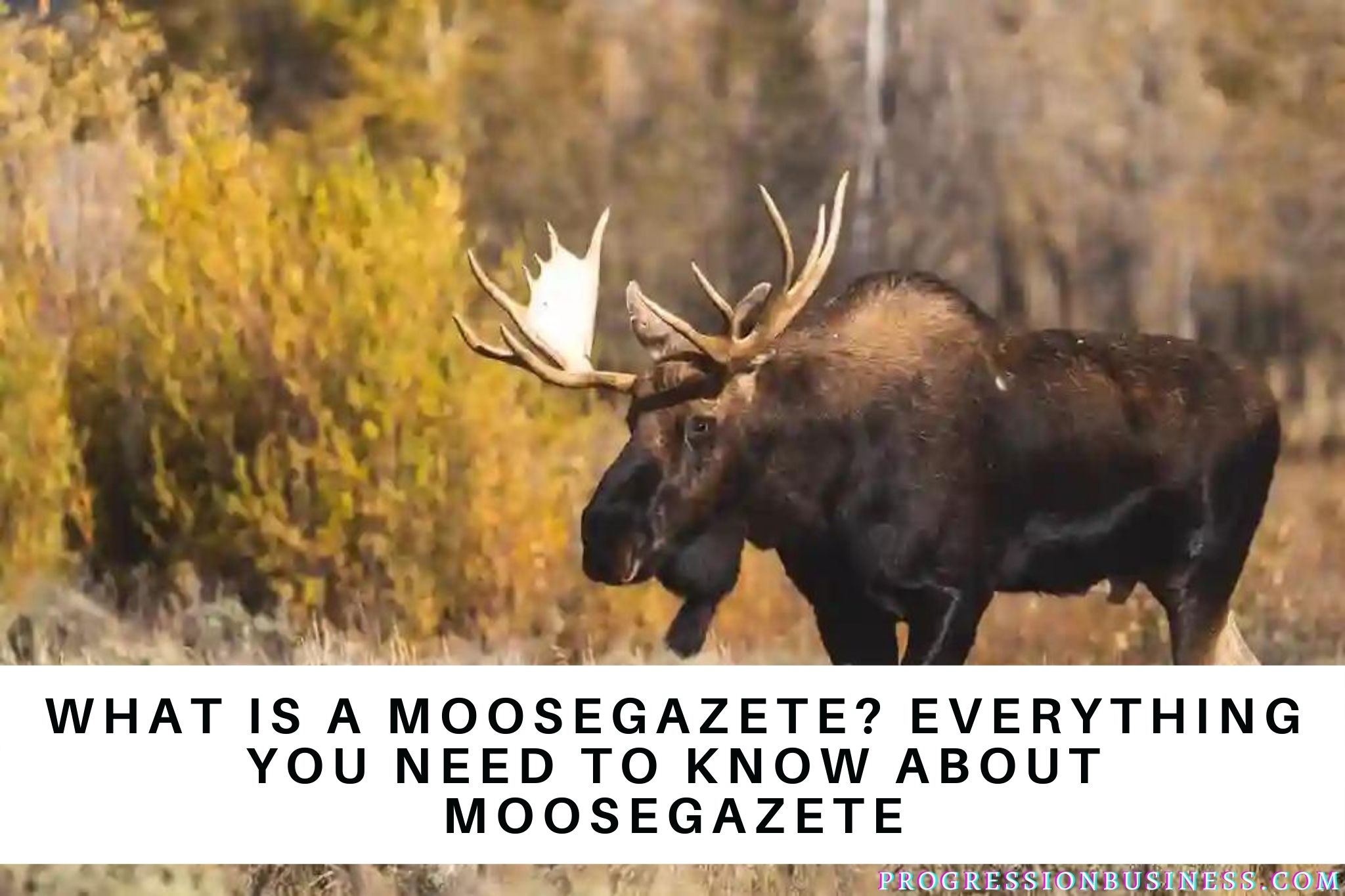 What Is A moosegazete? Everything You Need To Know About Moosegazete