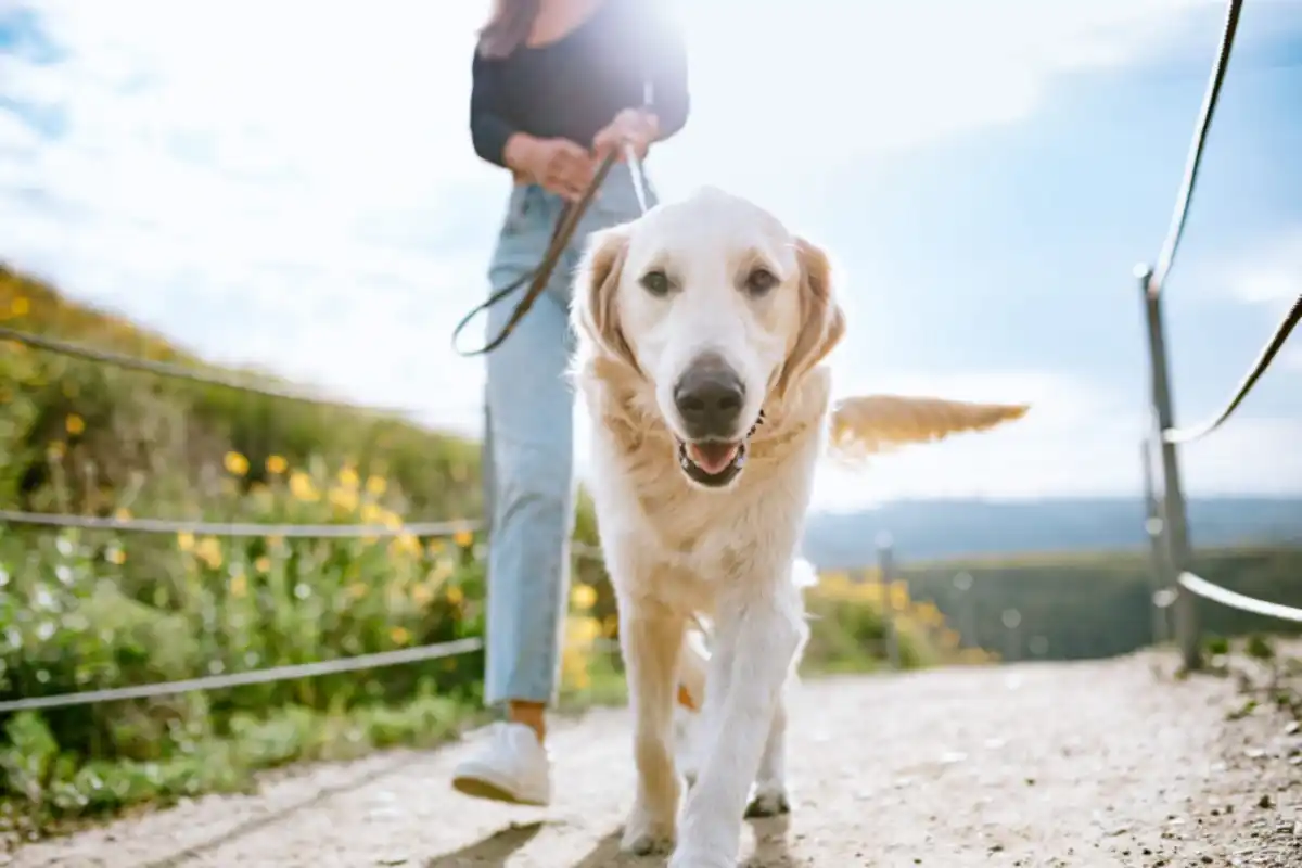 4 Reasons To Take A Walk In The Park With Your Dog Each Week