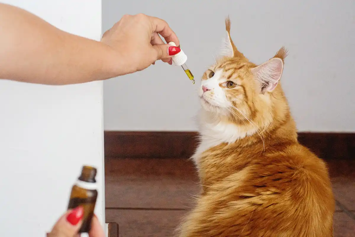 How To Choose The Best CBD Oil For Cats