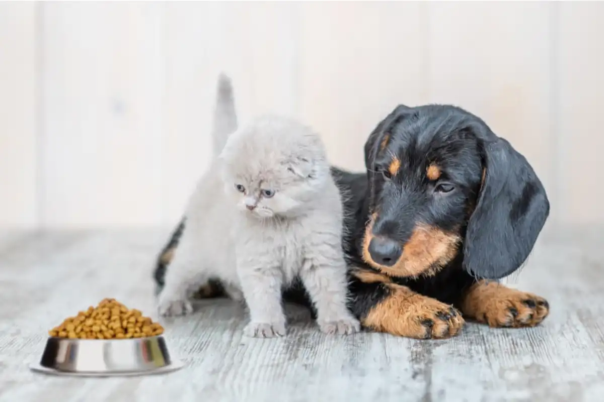 Can Dogs Eat Cat Food? And Backwards?